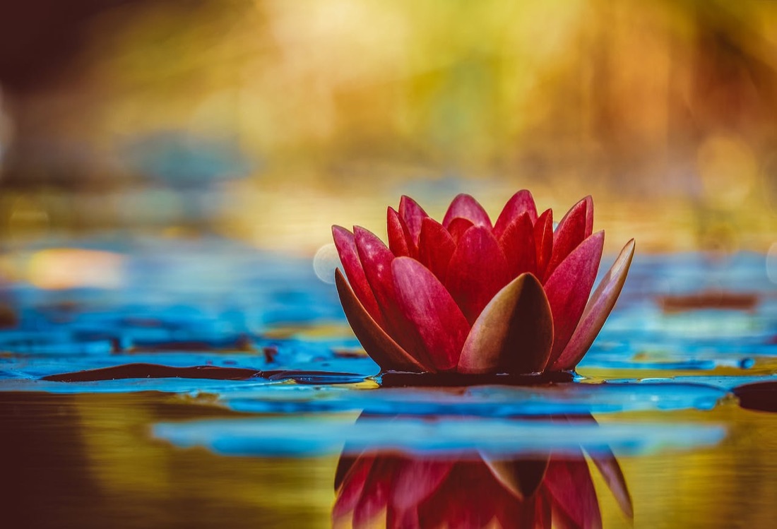 Fiore di loto sull’acqua